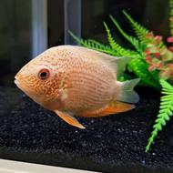 ماهی سوروم رد اسپات