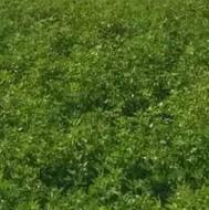 یونجه خرمنکوب شده