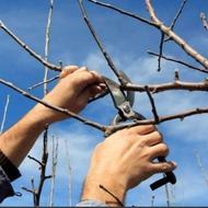 هرس درختان ..