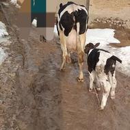 گاو شیری 25 کیلو شیر