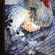 قد بلند جوان 6 ماهه