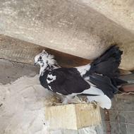 کبوتر تزئینی