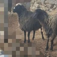 گوسفندماده