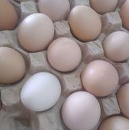 تخم مرغ محلی