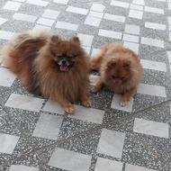 پامر نر روباهی واگذاری