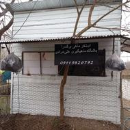 باشگاه ماهیگیری و فروش ماهی زنده