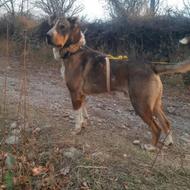 واگذاری ‌‌سگ‌‌عراقی‌‌نر