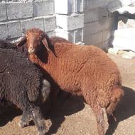 سه عدد بره دوتا نر یک ماده