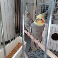 عروس هلندی با جوجه