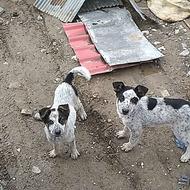 واگذاری سگ نگهبان نژاد