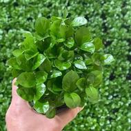 سبزعید قیمت 45 هزارتومن عالی درجه یک