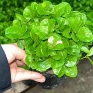 سبزه عید قیمت 45 هزارتومن عالی درجه یک