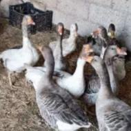 7عدد غاز سرحال سنگین وزن فقط 1550