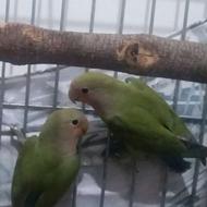 عروس هلندی وبرزیلی ووسایل