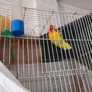 پرنده طوطی کوتوله خوشگل