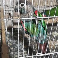 یک جفت طوطی گرینچیک رنگ زیبا و جوان