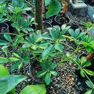 گلهای آپارتمانی