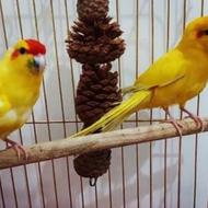 یک جفت طوطی کاکاریکی