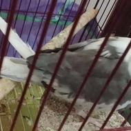 عروس هلندی وایت فیس بالغ وکارداده