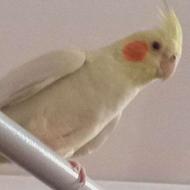 عروس هلندی ماده