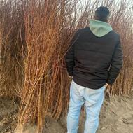 نهال فقط 60 تومن درشهر قزوین