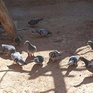 کبوتر پلاکی مسافتی نشسته باپرینت شناسنامه مدرک