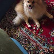 پامر روباهی واگذاری