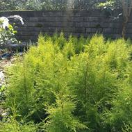 کاج لاوسون گلدان 4 به تعداد 1500تا