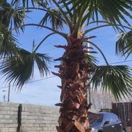 درخت پالم از بهترین بزر