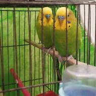 مرغ عشق سالم و سرحال