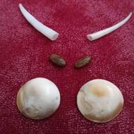 فروش مهره مار هندی جذب جنس مخالف