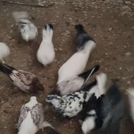 فروش کبوتر پرشی