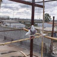 کبوترپرشی نابروان