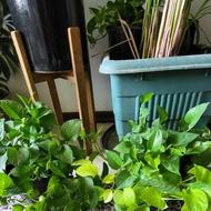 گلهای شاداب طبیعی