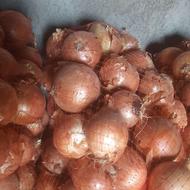 پیاز زرد درشت