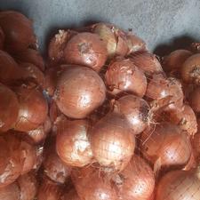 پیاز زرد درشت