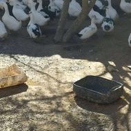 فروش اردک محلی