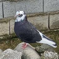 کبوتر ماده پرشی