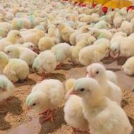 فروش جوجه گوشتی درجه یک تضمینی