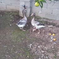 غاز نر و ماده مولد