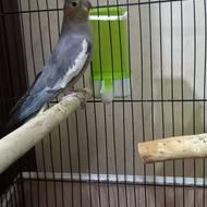 عروس هلندی نرو ماده