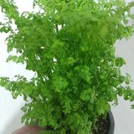 انواع گل های طبیعی