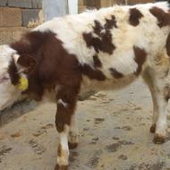گوساله ماده سیمینتال اصیل
