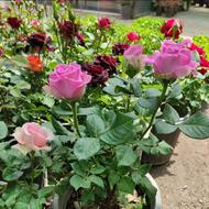 خدمات باغبانی باغچه کاری درختکاری تعویض خاک باغبان‌های متخصص