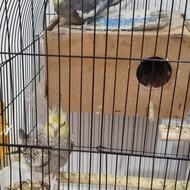 عروس هلندی تخم گذار