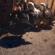 جوجه 6تا خروس 8عددمرغ نسل ب شرط