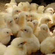 فروش جوجه 308 با کیفیت