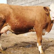 گاو سیمیتال درجه یک