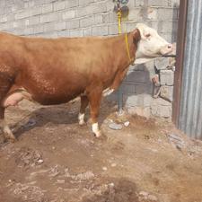 گاو سیمیتال قرمز