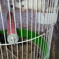 طوطی عروس وایت فیس خط خونی اصیل